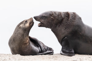 Cape Fur Seal (Arctocephalus pusillus), a male and a female close to each other, Western Cape, South Africa Cape Fur Seal (Arctocephalus pusillus), a male and a female close to each other, Western Cape, South Africa
