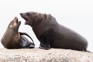 Cape Fur Seal (Arctocephalus pusillus), a male and a female close to each other, Western Cape, South Africa Cape Fur Seal (Arctocephalus pusillus), a male and a female close to each other, Western Cape, South Africa