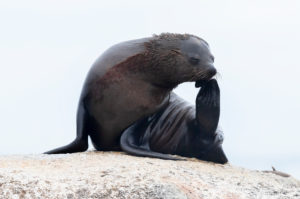 Cape Fur Seal (Arctocephalus pusillus), adult female scratching its head, Western Cape, South Africa Cape Fur Seal (Arctocephalus pusillus), adult female scratching its head, Western Cape, South Africa
