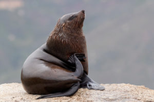Cape Fur Seal (Arctocephalus pusillus), adult male scratching its neck, Western Cape, South Africa Cape Fur Seal (Arctocephalus pusillus), adult male scratching its neck, Western Cape, South Africa