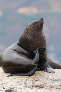 Cape Fur Seal (Arctocephalus pusillus), adult male scratching its neck, Western Cape, South Africa Cape Fur Seal (Arctocephalus pusillus), adult male scratching its neck, Western Cape, South Africa