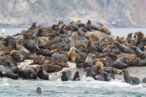 Cape Fur Seal (Arctocephalus pusillus), colony near Hout Bay, Western Cape, South Africa Cape Fur Seal (Arctocephalus pusillus), colony near Hout Bay, Western Cape, South Africa
