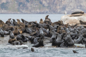 Cape Fur Seal (Arctocephalus pusillus), colony near Hout Bay, Western Cape, South Africa Cape Fur Seal (Arctocephalus pusillus), colony near Hout Bay, Western Cape, South Africa