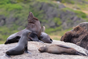 Cape Fur Seal (Arctocephalus pusillus), a male and three female resting on a rock, Western Cape, South Africa Cape Fur Seal (Arctocephalus pusillus), a male and three female resting on a rock, Western Cape, South Africa