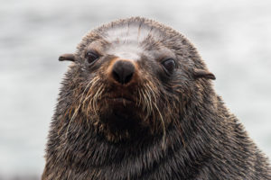 Cape Fur Seal (Arctocephalus pusillus), adult female close-up, Western Cape, South Africa Cape Fur Seal (Arctocephalus pusillus), adult female close-up, Western Cape, South Africa