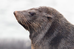 Cape Fur Seal (Arctocephalus pusillus), adult female close-up, Western Cape, South Africa Cape Fur Seal (Arctocephalus pusillus), adult female close-up, Western Cape, South Africa