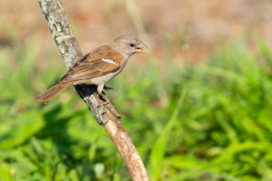Southern Grey-headed Sparrow (Passer diffusus), adult in non-breeding plumage perched on a branch, Mpumalanga, South Africa Southern Grey-headed Sparrow (Passer diffusus), adult in non-breeding plumage perched on a branch, Mpumalanga, South Africa