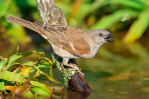 Southern Grey-headed Sparrow (Passer diffusus), adult in breeding plumage drinking in a pool, Mpumalanga, South Africa Southern Grey-headed Sparrow (Passer diffusus), adult in breeding plumage drinking in a pool, Mpumalanga, South Africa
