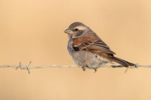 Cape Sparrow (Passer melanurus), adult female perched on a barbed wire, Western Cape, South Africa Cape Sparrow (Passer melanurus), adult female perched on a barbed wire, Western Cape, South Africa