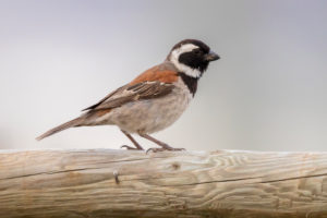 Cape Sparrow (Passer melanurus), side view of an adult male perched on a fence, Western Cape, South Africa Cape Sparrow (Passer melanurus), side view of an adult male perched on a fence, Western Cape, South Africa