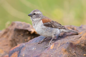 Cape Sparrow (Passer melanurus), side view of an adult female perched on a rock, Western Cape, South Africa Cape Sparrow (Passer melanurus), side view of an adult female perched on a rock, Western Cape, South Africa