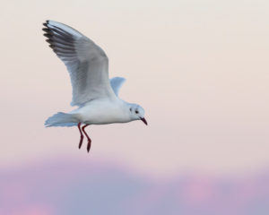 Black-headed Gull (Chroicocephalus ridibundus), Adult in winter plumage in flight, Campania, Italy Black-headed Gull (Chroicocephalus ridibundus), Adult in winter plumage in flight, Campania, Italy