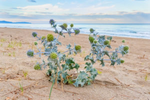 Sea Holly (Eryngium maritimum), a plant on the beach with the sea in the background, Campania, Italy Sea Holly (Eryngium maritimum), a plant on the beach with the sea in the background, Campania, Italy