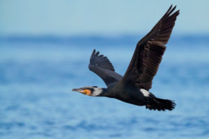 Great Cormorant (Phalacrocorax carbo sinensis), side view of an adult in breeding plumage in flight over the sea, Campania, Italy Great Cormorant (Phalacrocorax carbo sinensis), side view of an adult in breeding plumage in flight over the sea, Campania, Italy