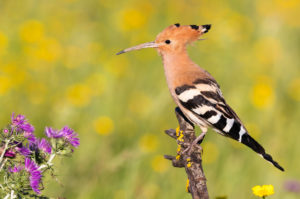 Eurasian Hoopoe (Upupa epops), side view of an adult perched on a branch, Campania, Italy Eurasian Hoopoe (Upupa epops), side view of an adult perched on a branch, Campania, Italy