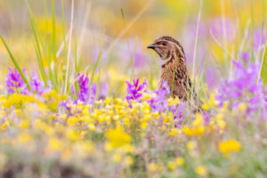 Common Quail (Coturnix coturnix), adult male singing among flowers, Campania, Italy Common Quail (Coturnix coturnix), adult male singing among flowers, Campania, Italy