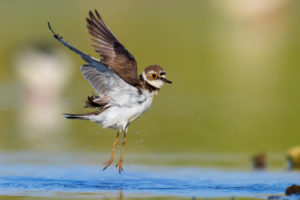 Little Ringed Plover (Charadius dubius), side view of an adult female in flight, Campania, Italy Little Ringed Plover (Charadius dubius), side view of an adult female in flight, Campania, Italy
