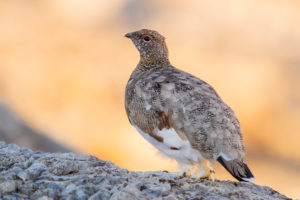 Rock Ptarmigan (Lagopus muta), Trentino-Alto Adige, Italy Rock Ptarmigan (Lagopus muta), Trentino-Alto Adige, Italy