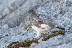 Rock Ptarmigan (Lagopus muta), Trentino-Alto Adige, Italy Rock Ptarmigan (Lagopus muta), Trentino-Alto Adige, Italy