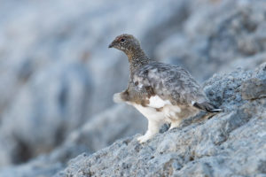 Rock Ptarmigan (Lagopus muta), Trentino-Alto Adige, Italy Rock Ptarmigan (Lagopus muta), Trentino-Alto Adige, Italy