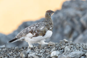Rock Ptarmigan (Lagopus muta), Trentino-Alto Adige, Italy Rock Ptarmigan (Lagopus muta), Trentino-Alto Adige, Italy