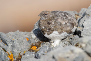 Rock Ptarmigan (Lagopus muta), Trentino-Alto Adige, Italy Rock Ptarmigan (Lagopus muta), Trentino-Alto Adige, Italy