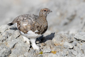 Rock Ptarmigan (Lagopus muta), Trentino-Alto Adige, Italy Rock Ptarmigan (Lagopus muta), Trentino-Alto Adige, Italy