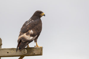 Jackal Buzzard (Buteo rufofuscus), adult perched on a post seen from the back, Western Cape, South Africa Jackal Buzzard (Buteo rufofuscus), adult perched on a post seen from the back, Western Cape, South Africa