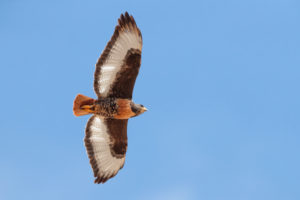 Jackal Buzzard (Buteo rufofuscus), adult in flight seen from below, Western Cape, South Africa Jackal Buzzard (Buteo rufofuscus), adult in flight seen from below, Western Cape, South Africa