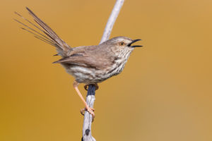 Karoo Prinia (Prinia maculosa), adult singing from a dead branch, Western Cape, South Africa Karoo Prinia (Prinia maculosa), adult singing from a dead branch, Western Cape, South Africa