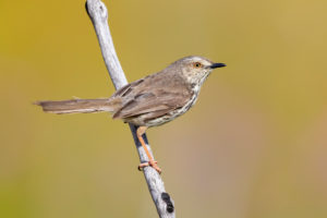 Karoo Prinia (Prinia maculosa), side view of an adult perched on a branch, Western Cape, South Africa Karoo Prinia (Prinia maculosa), side view of an adult perched on a branch, Western Cape, South Africa
