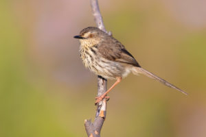 Karoo Prinia (Prinia maculosa), side view of an adult perched on a branch, Western Cape, South Africa Karoo Prinia (Prinia maculosa), side view of an adult perched on a branch, Western Cape, South Africa