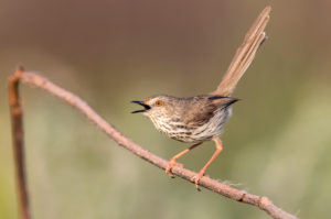Karoo Prinia (Prinia maculosa), adult singing from a dead branch, Western Cape, South Africa Karoo Prinia (Prinia maculosa), adult singing from a dead branch, Western Cape, South Africa