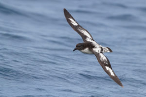 Cape Petrel (Daption capense), individual in flight over the sea, Western Cape, South Africa Cape Petrel (Daption capense), individual in flight over the sea, Western Cape, South Africa