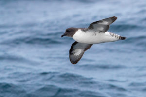 Cape Petrel (Daption capense), individual in flight over the sea, Western Cape, South Africa Cape Petrel (Daption capense), individual in flight over the sea, Western Cape, South Africa