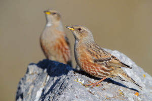 Alpine Accentor (Prunella collaris), two adults perched on a rock, Trentino-Alto Adige, Italy Alpine Accentor (Prunella collaris), two adults perched on a rock, Trentino-Alto Adige, Italy