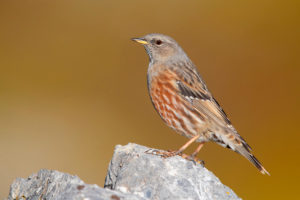 Alpine Accentor (Prunella collaris), side view of an adult perched on a rock, Trentino-Alto Adige, Italy Alpine Accentor (Prunella collaris), side view of an adult perched on a rock, Trentino-Alto Adige, Italy