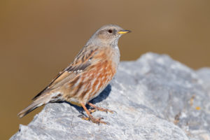 Alpine Accentor (Prunella collaris), side view of an adult perched on a rock, Trentino-Alto Adige, Italy Alpine Accentor (Prunella collaris), side view of an adult perched on a rock, Trentino-Alto Adige, Italy