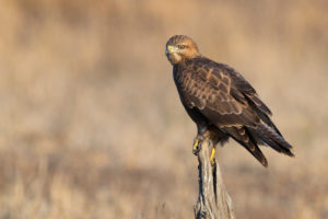 Steppe Buzzard (Buteo buteo vulpinus), adult perched on an dead trunk, Mpumalanga, South Africa Steppe Buzzard (Buteo buteo vulpinus), adult perched on an dead trunk, Mpumalanga, South Africa