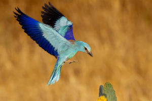 European Roller (Coracias garrulus), adult male in flight, Campania, Italy European Roller (Coracias garrulus), adult male in flight, Campania, Italy