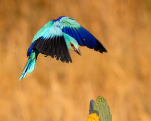 European Roller (Coracias garrulus), adult male in flight, Campania, Italy European Roller (Coracias garrulus), adult male in flight, Campania, Italy