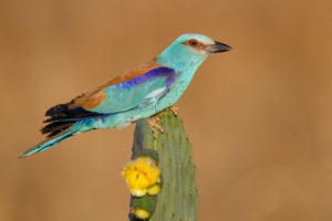 European Roller (Coracias garrulus), side view of an adult male perched on a Prickly Pear, Campania, Italy European Roller (Coracias garrulus), side view of an adult male perched on a Prickly Pear, Campania, Italy