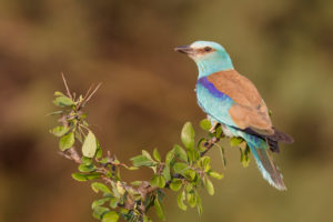 European Roller (Coracias garrulus), adult male perched on Crab Apple, Campania, Italy European Roller (Coracias garrulus), adult male perched on Crab Apple, Campania, Italy