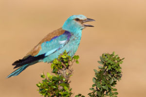 European Roller (Coracias garrulus), side view of an adult male perched on a branch, Campania, Italy European Roller (Coracias garrulus), side view of an adult male perched on a branch, Campania, Italy