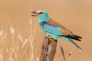European Roller (Coracias garrulus), side view of an adult male perched on a post, Campania, Italy European Roller (Coracias garrulus), side view of an adult male perched on a post, Campania, Italy