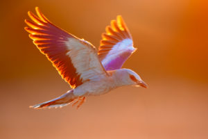 European Roller (Coracias garrulus), adult female in flight backlit, Campania, Italy European Roller (Coracias garrulus), adult female in flight backlit, Campania, Italy