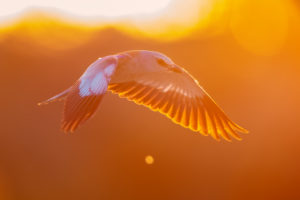 European Roller (Coracias garrulus), adult female in flight backlit, Campania, Italy European Roller (Coracias garrulus), adult female in flight backlit, Campania, Italy
