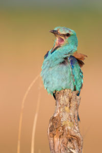 European Roller (Coracias garrulus), adult male perched on a dead trunk, Campania, Italy European Roller (Coracias garrulus), adult male perched on a dead trunk, Campania, Italy