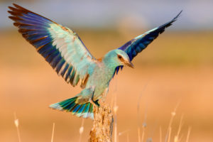 European Roller (Coracias garrulus), adult landing on a dead branch, Campania, Italy European Roller (Coracias garrulus), adult landing on a dead branch, Campania, Italy