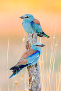 European Roller (Coracias garrulus), couple perched on a dead trunk, Campania, Italy European Roller (Coracias garrulus), couple perched on a dead trunk, Campania, Italy